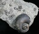 Gastropod & Brachiopod Fossils - Silurian #5772-2